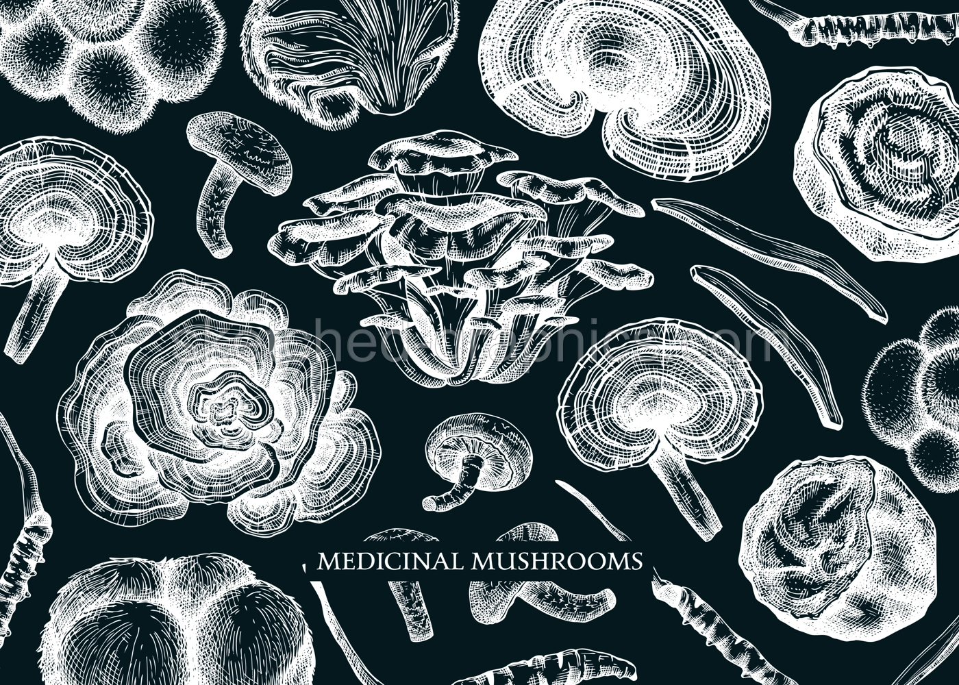 Medicinal mushroom vector background. Sketched adaptogenic plants banner design. Perfect for traditional medicine recipe, menu, label, packaging. Magic fungi sketches on chalkboard  Illustration